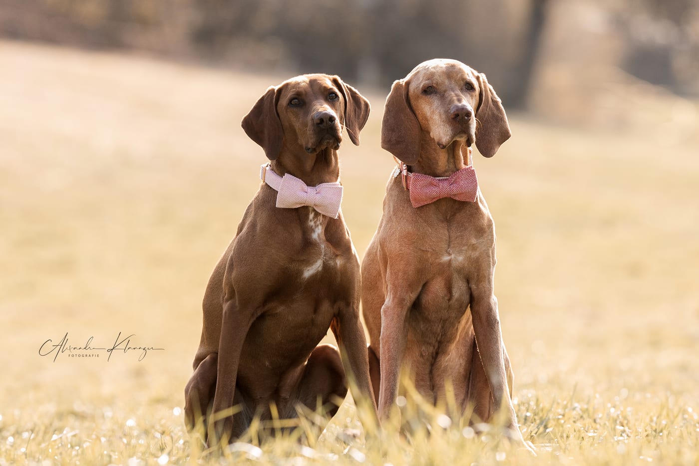 Amy & Stella